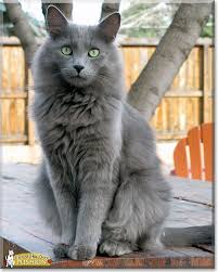 The nebelung cat was bred to resemble the longhaired russian blue cat imported from russia in the early 20th century. Pushkin The Cat Of The Day Nebelung Cat Angora Cats Cats