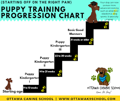Puppy Kindergarten Ottawa Canine School