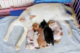 Females are usually between five and eight pounds, while the boys weigh in between eight and 10. Kittens Aren T Little Cats