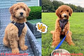 Goldendoodle association of north america all about goldendoodle. F1 Vs F1b Goldendoodle An In Depth Side By Side Comparison