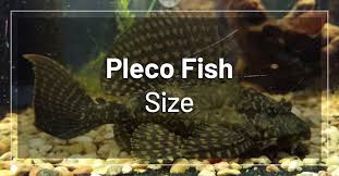 How Big Do Plecos Get You Wont Believe This