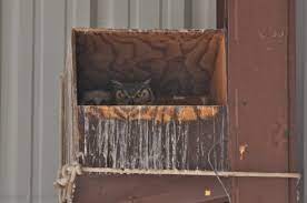 Owl Nesting Owl Nest Box Great Horned Owl