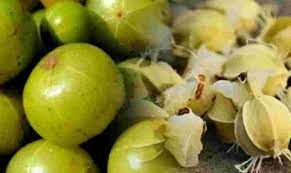 Not Only Amla But Its Kernels Are Also Beneficial Grinding And Eating With  Water Removes Women Problems | सिर्फ आंवला ही नहीं बल्कि इसकी गुठली भी है  फायदेमंद, पीसकर पानी के साथ