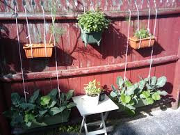 A Kitchen Garden In A Small Apartment