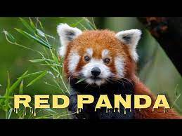 red panda sounds red panda squeak
