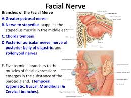 Image Result For Branches Of Facial Nerve Facial Nerve