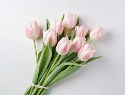 beautiful tulip flowers with copy e