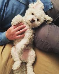 bichon poodle get to know the ultimate