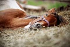 what-does-it-mean-when-your-horse-lays-down