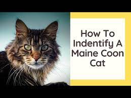 how to identify a maine cat you
