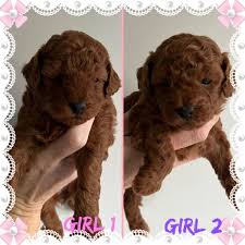 red toy poodle s dogs puppies