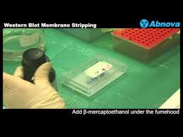 western blot membrane stripping you