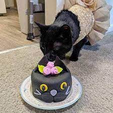Cat Birthday Cake | Handmade Cat Cakes | Fresh, Made to Order Cat Birthday  Cakes - Walmart.com gambar png