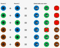 Baby Eye Color Chart According To Genetics What Are Tell