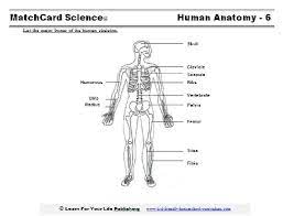 Learn more about the skeletal system in this article for kids. Human Skeleton Diagram