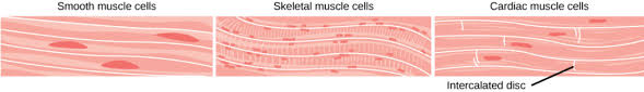 Vascular smooth muscle helps with this second strategy. The Muscular System Biology For Majors Ii
