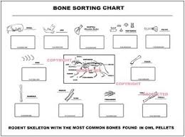 67 Faithful Owl Pellet Bone Identification Chart