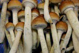 Magic mushroom ingredient offers hope for treating depression