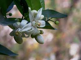 Jun 09, 2021 · il tiglio è un albero dalla chioma tondeggiante che produce fiori profumatissimi in queste settimane. Esistono Almeno 13 Alberi Da Frutta Con Fiori Meravigliosi