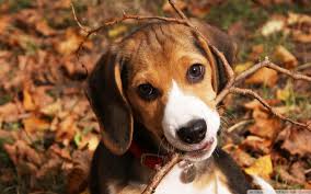 cute beagle puppy ultra hd desktop