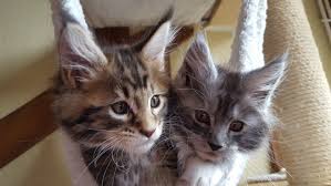 We need donations to pay for expenses and we need new volunteers to keep us growing. Maine Coon Cat Trivia Fun Facts New England Today