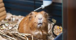 common causes of guinea pig and