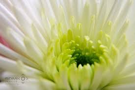 Lime green paintings to buy. Lime Green And White Chysanthemum Flower Wall Art Prints
