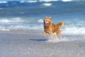 Resultado de imagen de playas para ir con perros