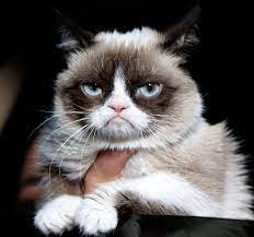 grumpy cat dead internet sensation