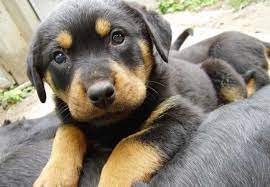 The dog is a working breed, as it is used in police work and hunting. Adopt Rottweiler German Shepherd Mix Puppy Petswithlove Us