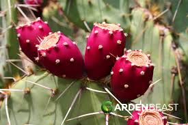 The prickly pear cactus (opuntia) produces attractive flowers and make great houseplants and wonderful landscape specimens. Guide To Opuntia How To Grow And Care For The Prickly Pear Cactus