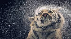 tiger in water wallpapers top free
