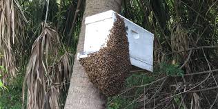 Old swarm client, described by this documentation, can still be used until the network exists, however no maintenance or upgrades are planned for it. Why Do Bees Swarm Queen Colony