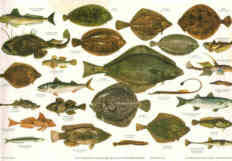 Fishes Of The British Isles