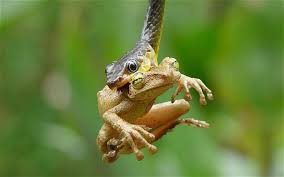 Image result for frogs eaten alive