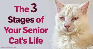 Stages Of Your Senior Cats Life And What To Expect Of Each