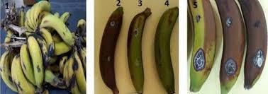 First report of banana fruit rot in Jordan