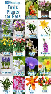 Easter lilies—and other lilies, including daylilies, stargazers, and tiger lilies—are extremely dangerous to cats. Toxic Plants For Pets Pet Health Caretoxic Plants For Pets