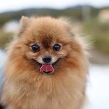 12 pros and cons of owning a pomeranian
