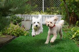 dog friendly landscaping guide