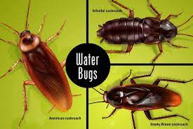 How To Get Rid Of Waterbugs Treatments