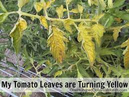 Check spelling or type a new query. Ask Mavis Help My Tomato Leaves Are Turning Yellow One Hundred Dollars A Month