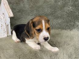 available puppies perfect pocket beagles