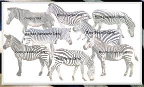 Did You Know Your Stripes Zebra Species Animals