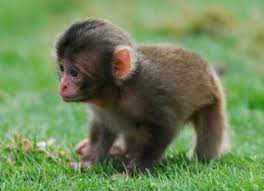 monkey baby boom hits scottish zoo