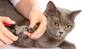 tips for stress free cat nail t