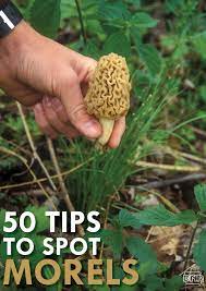 50 tips to spot morels dnr news releases