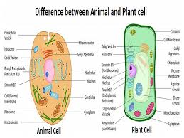 Inside the cell is the a human cell has genetic material contained in the cell nucleus (the nuclear genome) and in. What Is The Difference Between Animal And Plant Cells