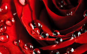 beautiful rose flower wallpaper free