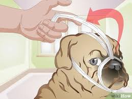 Maybe you would like to learn more about one of these? 3 Ways To Apply A Gauze Muzzle To A Dog Wikihow
